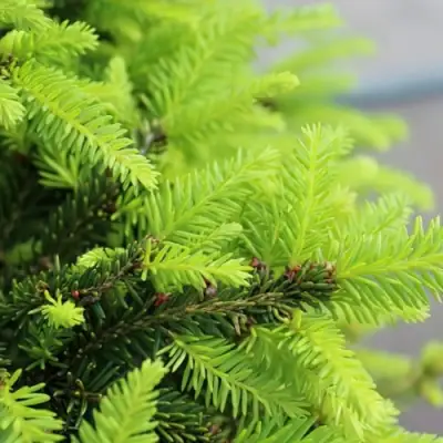 Ель НИДИФОРМИС обыкновенная в Пинске