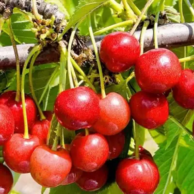 Черешня БЮТТНЕРА КРАСНАЯ в Пинске