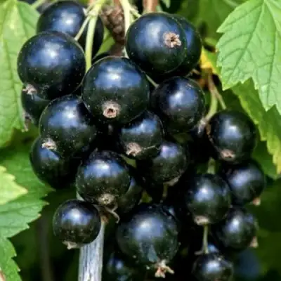 Смородина чёрная СЕЛЕЧЕНСКАЯ в Пинске