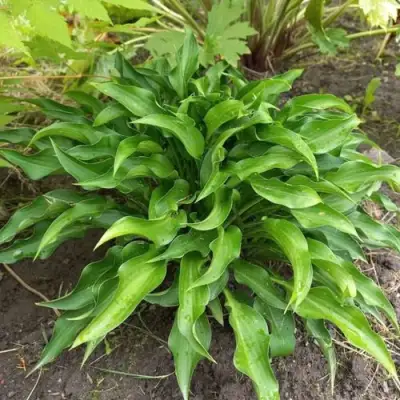 Хоста ГАРРИ ВАН ТРИЕР в Пинске