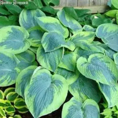 Хоста ТОКУДАМА ФЛАВОЦИРЦИНАЛИС гибридная в Пинске