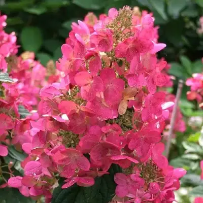 Гортензия МЕГА МИНДИ метельчатая в Пинске