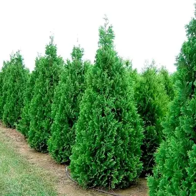 Туя СПИРАЛИС западная в Пинске