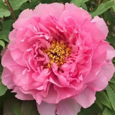 Пион РОЗОВЫЙ ЛОТОС древовидный в Пинске