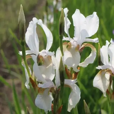 Ирис АЛЬБА сибирский в Пинске
