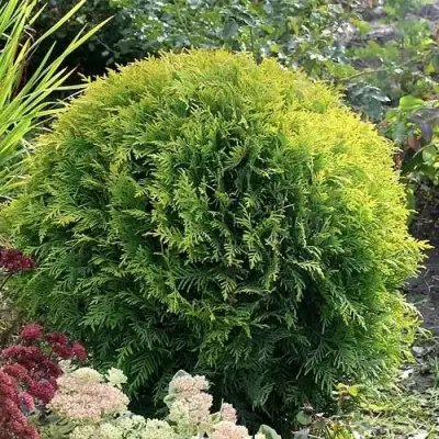 Туя ЕЛЛОУ ГЛОБ западная в Пинске