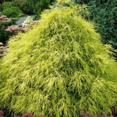 Кипарисовик ФИЛИФЕРА АУРЕА горохоплодный в Пинске