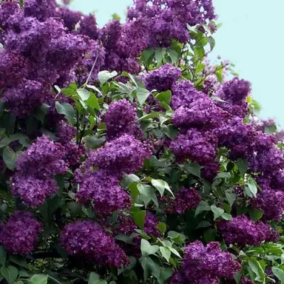 Сирень ИНДИЯ в Пинске