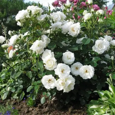 Роза АЛАБАСТЕР флорибунда в Пинске