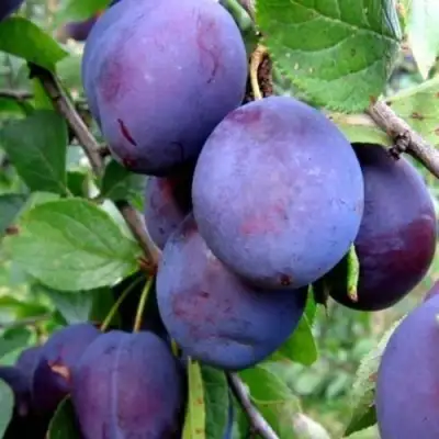 Слива ПЕРДРИГОН в Пинске