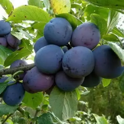 Слива КРОМАНЬ в Пинске