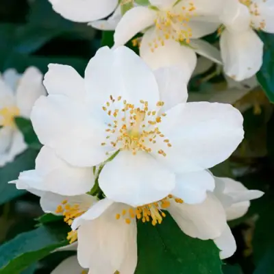 Жасмин ЮСТИНКА в Пинске