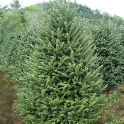 Пихта ФРАЗЕРА в Пинске
