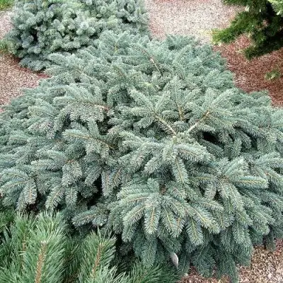 Ель НАНА сизая в Пинске