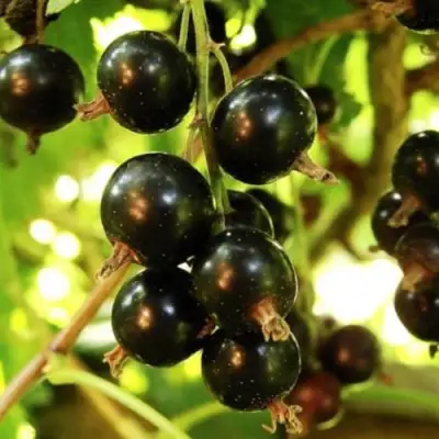 Смородина чёрная НАРА в Пинске