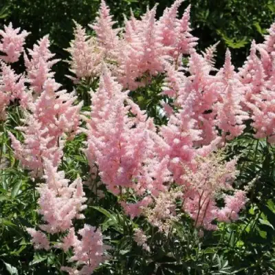 Астильба ГЛИТТЕР ЭНД ГЛАМУР китайская в Пинске