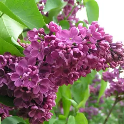 Сирень ДЕНЬ ПОБЕДЫ в Пинске