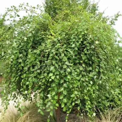 Береза САММЕР КАСКАД черная в Пинске