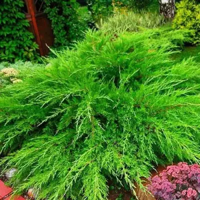 Можжевельник МИНТ ДЖУЛЕП средний в Пинске