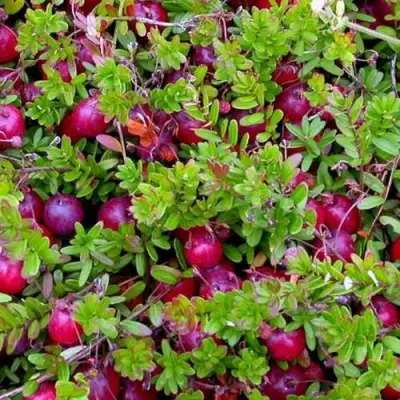 Клюква ПИЛИГРИМ в Пинске