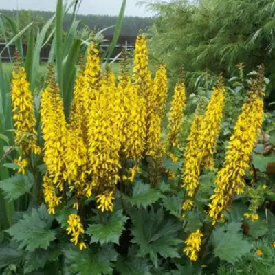 Бузульник ПРЖЕВАЛЬСКОГО в Пинске