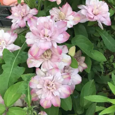 Клематис ИННОСЕНТ БЛАШ в Пинске