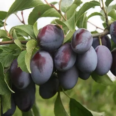 Слива РЕНКЛОД в Пинске