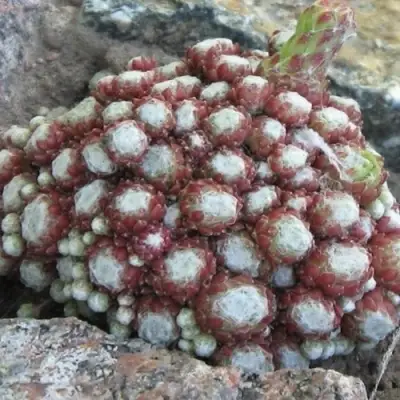 Молодило ГНАФАЛИУМ в Пинске