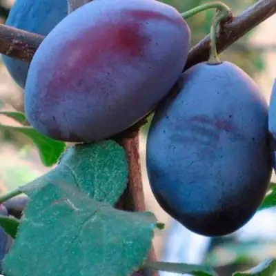 Слива СМОЛИНКА в Пинске