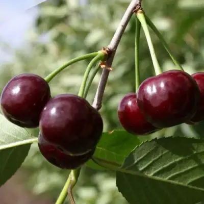 Вишня ЖАДАНА в Пинске