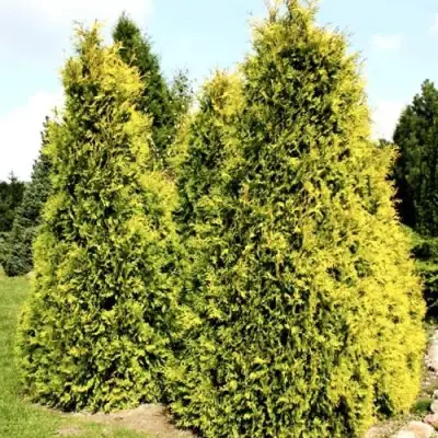 Туя САЛЛАНД западная в Пинске