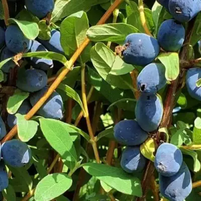 Жимолость съедобная КЛУБНИЧНАЯ СЕНСАЦИЯ в Пинске