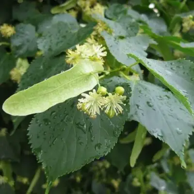 Липа мелколистная в Пинске