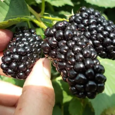 Ежевика НАТЧЕЗ бесшипная  в Пинске