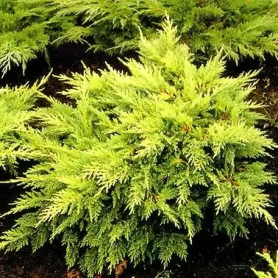 Можжевельник МОРДИГАН ГОЛД средний в Пинске