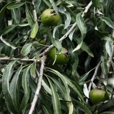 Груша ИВОЛИСТНАЯ в Пинске