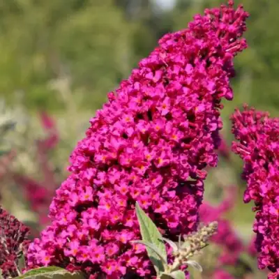 Буддлея давида РОЯЛ РЕД в Пинске