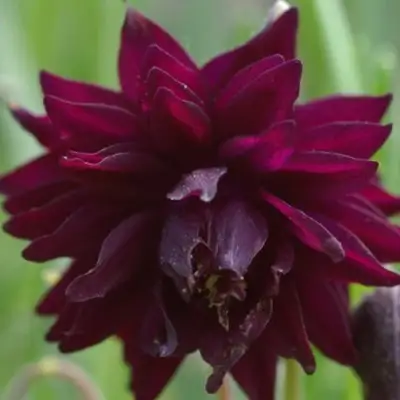 Аквилегия БАРЛОУ БОРДО обыкновенная в Пинске