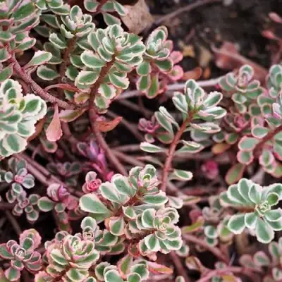 Очиток (седум) ТРИКОЛОР ложный в Пинске