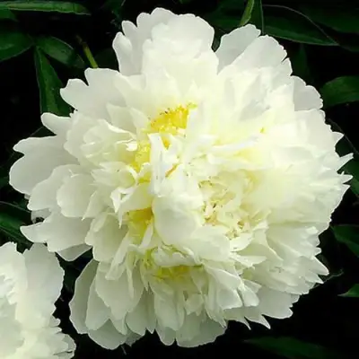 Пион ЗОЛОТОЙ ОРЕОЛ травянистый в Пинске