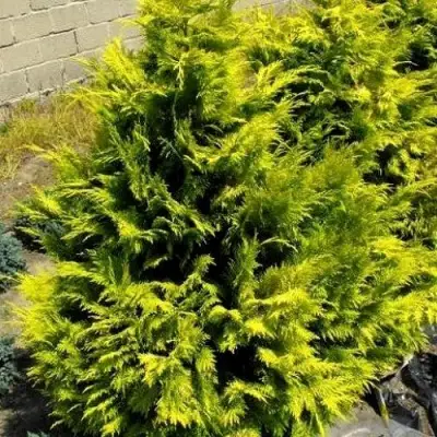 Кипарисовик ГОЛДЕН ВОНДЕР лавсона в Пинске