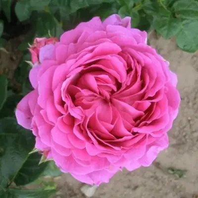 Роза АНУШКА чайно-гибридная в Пинске