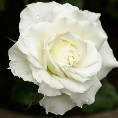 Роза МОНДИАЛЬ чайно-гибридная в Пинске