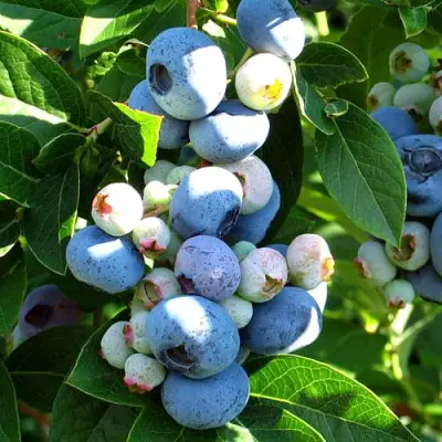 Голубика ВЕЙМУТ в Пинске