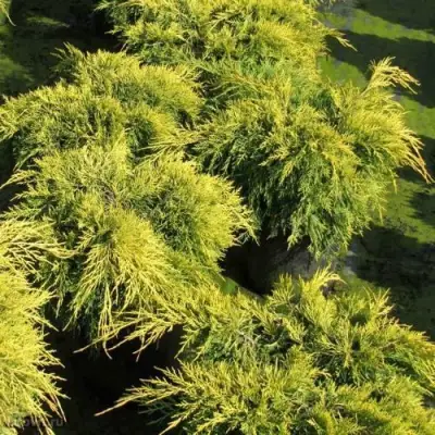 Можжевельник КИНГ ОФ СПРИНГ средний в Пинске