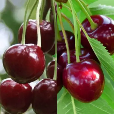 Комплект ВИШНЕВЫЙ ТАНДЕМ в Пинске