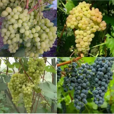 Комплект ВИНОГРАДНАЯ РАДУГА в Пинске