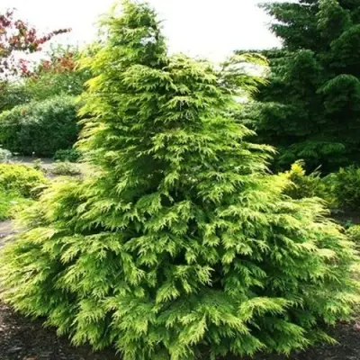 Кипарисовик САНКИСТ лавсона в Пинске