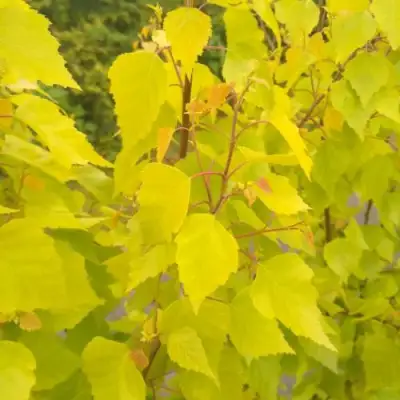 Берёза ГОЛДЕН ОБЕЛИСК повислая  в Пинске