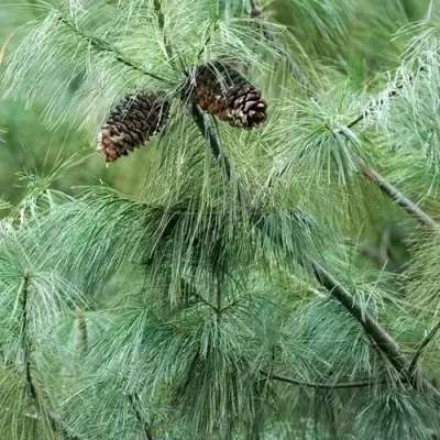 Сосна АРМАНДИ в Пинске